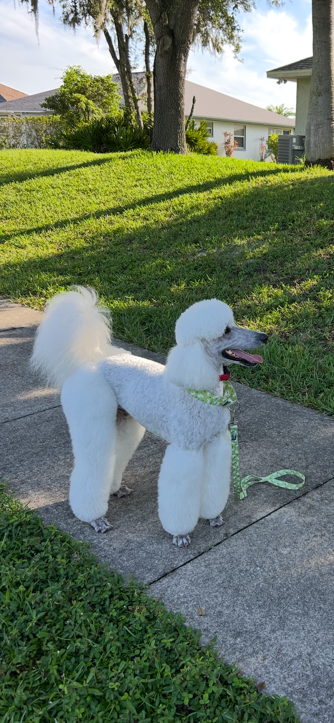 Galyn Standard Poodles